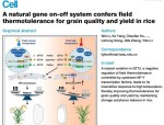 华中农大发现水稻抗高温关键基因QT12，成果发表于Cell