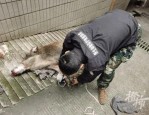 杭州建德新安江街头野猪出没，160 斤野猪被制服并无害化处理
