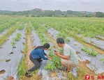 广西百色右江区四塘镇育秧中心订单忙，负责人李丽梅精心照料秧苗