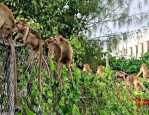 泰国猴城华富里府 200 只猴子越狱，警局被迫紧急关闭门窗