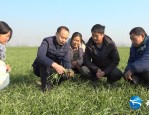 当涂县江心乡冬小麦田间管理技术指导，确保安全越冬与来年丰收