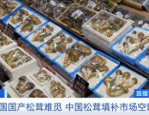 韩国国产松茸缺席中秋市场，中国松茸填补空缺价格上涨近两成