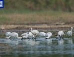 世界湿地日：候鸟南迁越冬，我国湿地保护修复成效显著