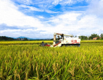 白露时节至，各地秋收忙！湖南、河北、云南等地田间地头一派农忙景象