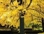 成都画院古建银杏树：深秋金黄叶落，文人墨客的灵感源泉