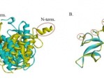 我国空间站发现微生物新物种天宫尼尔菌，科研成果发表于权威期刊