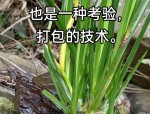 中央民族大学发现新物种山柰菖蒲，贵州黔东南地区民间调料新发现