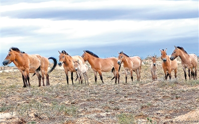 _守护野生动物的人_守护野猪