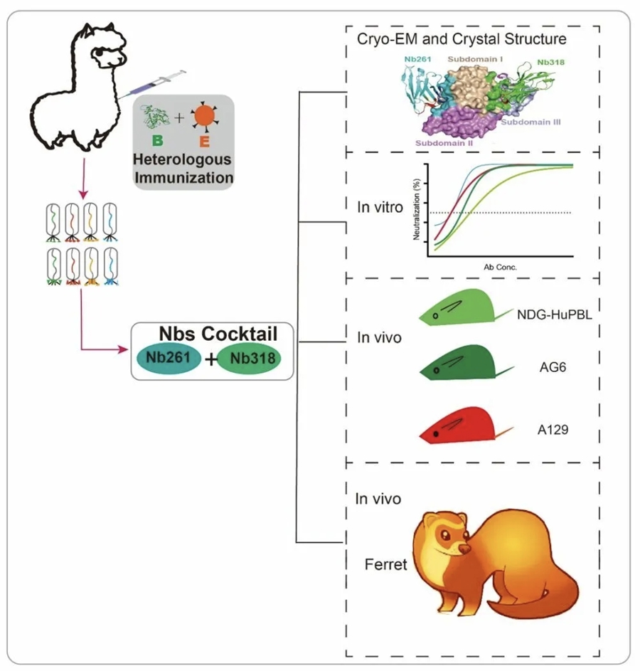 病死率高达6%-30%“蜱虫病”，南大团队有突破_病死率高达6%-30%“蜱虫病”，南大团队有突破_
