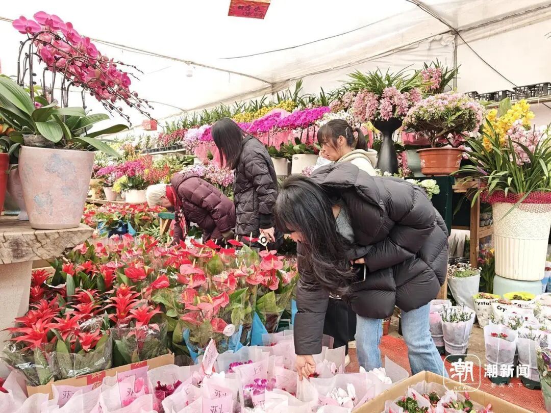 _马蹄莲花什么意思_马莲蹄花简介