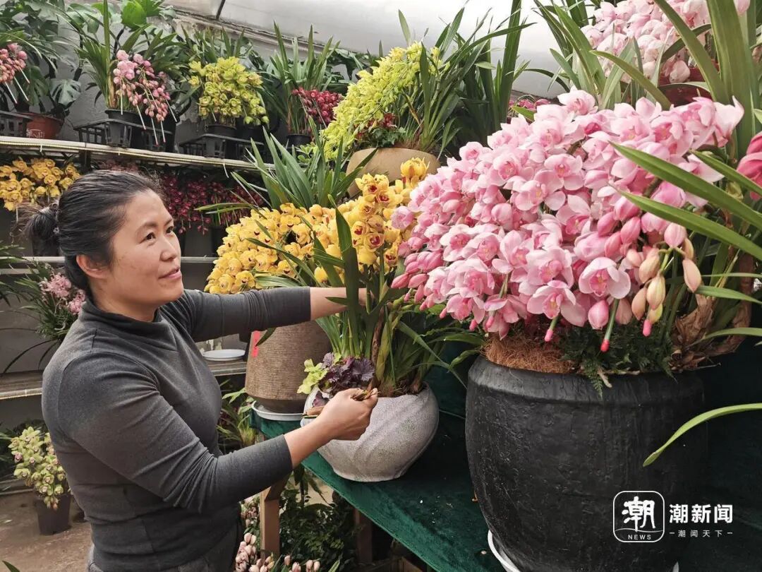 _马蹄莲花什么意思_马莲蹄花简介