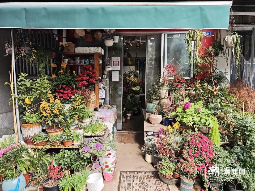 马莲蹄花简介_马蹄莲花什么意思_