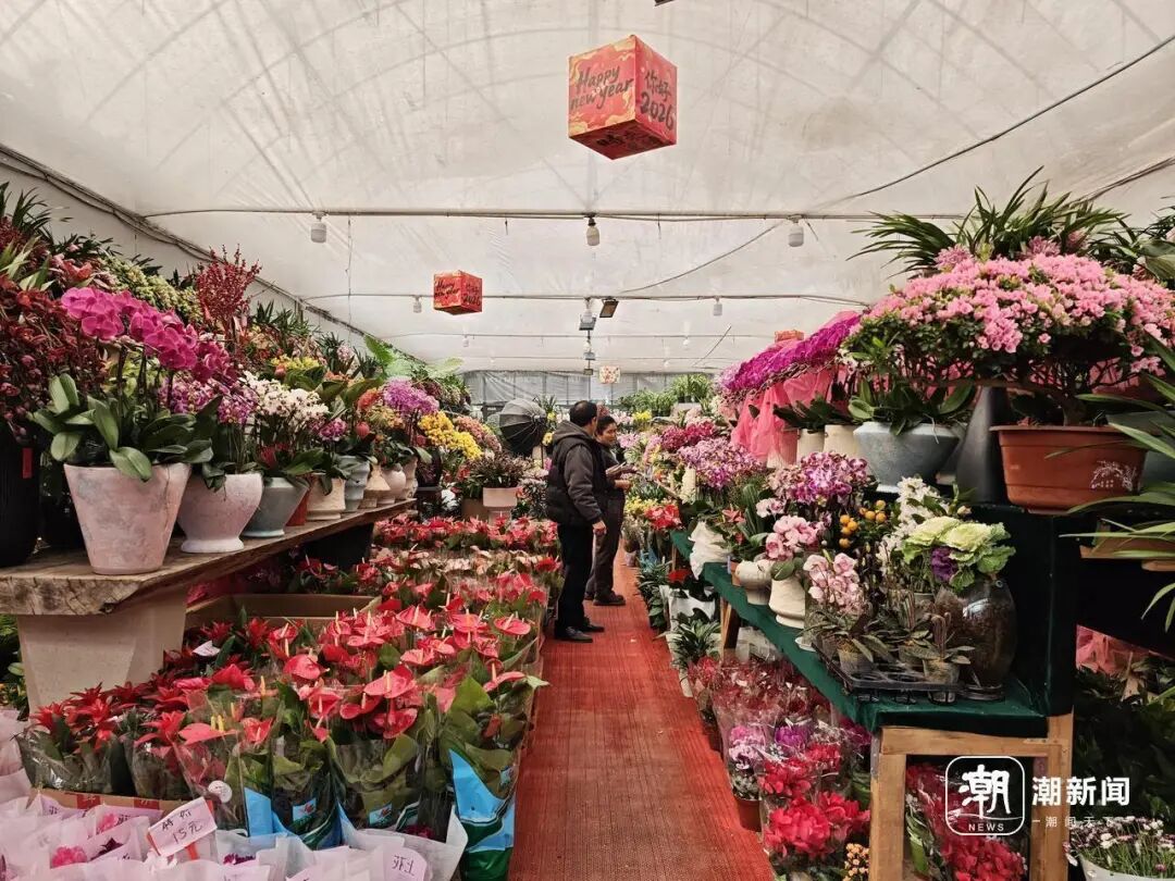 马莲蹄花简介_马蹄莲花什么意思_