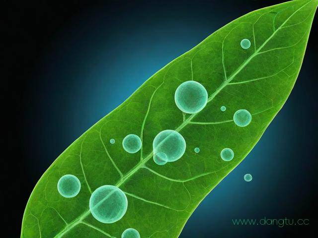 实验小结怎么写植物学,植物实验结论怎么写