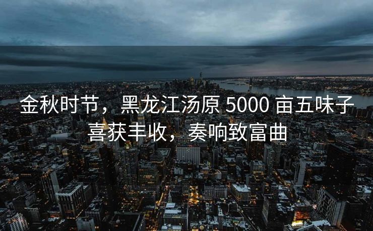 金秋时节，黑龙江汤原 5000 亩五味子喜获丰收，奏响致富曲