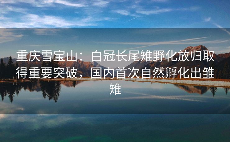 重庆雪宝山：白冠长尾雉野化放归取得重要突破，国内首次自然孵化出雏雉